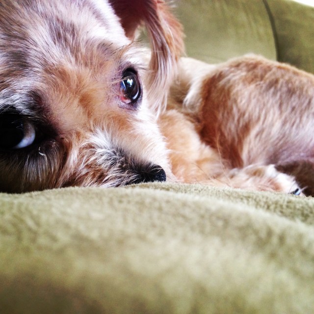 Marley got an island haircut.