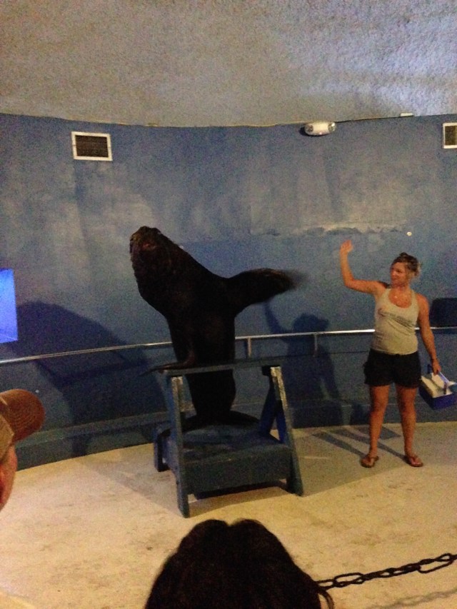 Franco the 600-lb. sea lion. He's waving at us.
