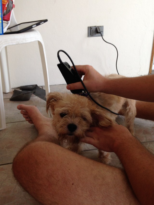 This isn't what I signed up for when I became an island dog.