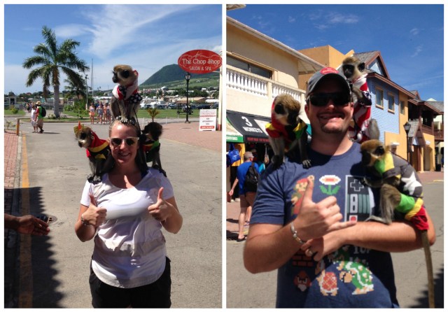 Monkeys st kitts